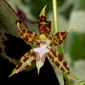 Oncidium hintonii