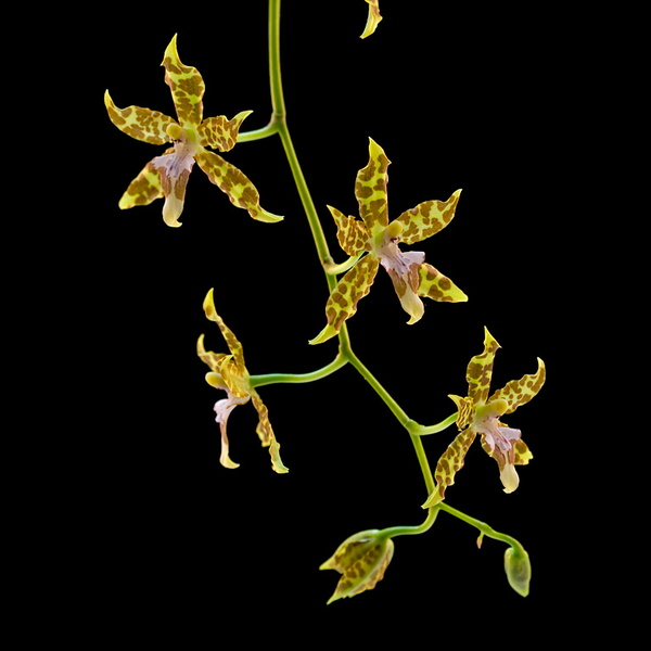 Oncidium_hintonii2.jpg