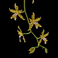 Oncidium_hintonii2.jpg