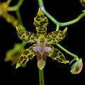 Oncidium hintonii