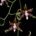 Oncidium hintonii