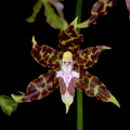 Oncidium_hintonii5.jpg