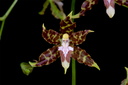 Oncidium hintonii