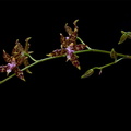 Oncidium_hintonii6.jpg