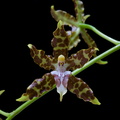 Oncidium hintonii