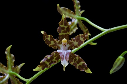 Oncidium hintonii