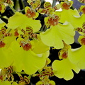 Oncidium hybride