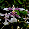 Oncidium incurvum