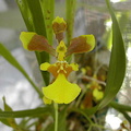 Oncidium_longipes1.jpg