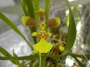 Oncidium longipes