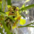 Oncidium longipes