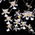 Oncidium ornithorhynchum