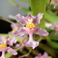 Oncidium ornithorhynchum