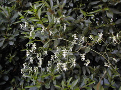 Miltonia phymatochila