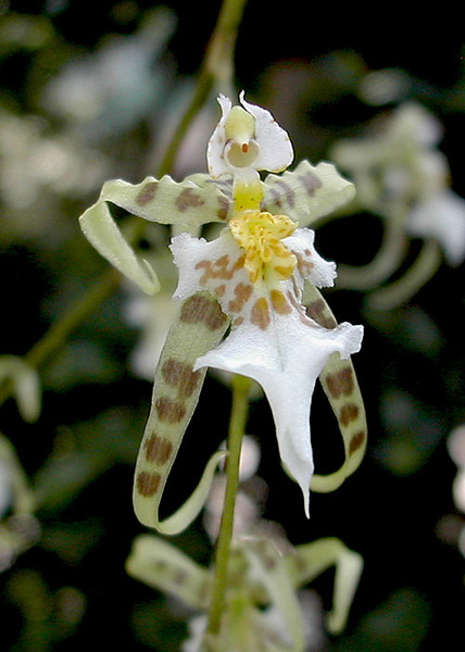 Miltonia phymatochila