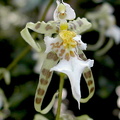 Miltonia phymatochila