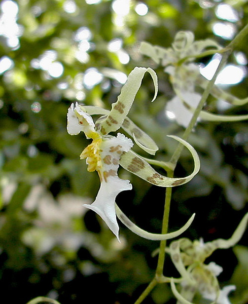 Miltonia phymatochila (Lindl.) N.H.Williams & M.W.Chase Oncidium_phymatochilum3.jpg