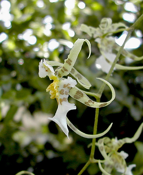 Miltonia phymatochila