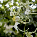 Miltonia phymatochila