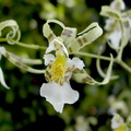 Miltonia phymatochila