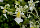 Miltonia phymatochila