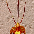 Psychopsis papilio