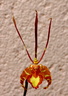 Psychopsis papilio