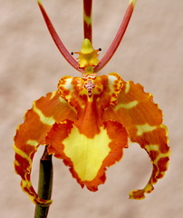 Psychopsis papilio