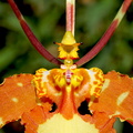 Psychopsis papilio