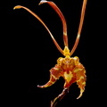 Psychopsis papilio