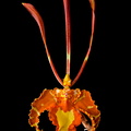 Psychopsis_papilio5.jpg