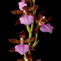 Rhynchostele bictoniensis