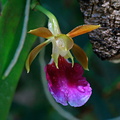 Trichocentrum albococcineum