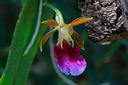 Trichocentrum albococcineum