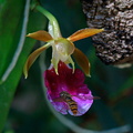 Trichocentrum albococcineum