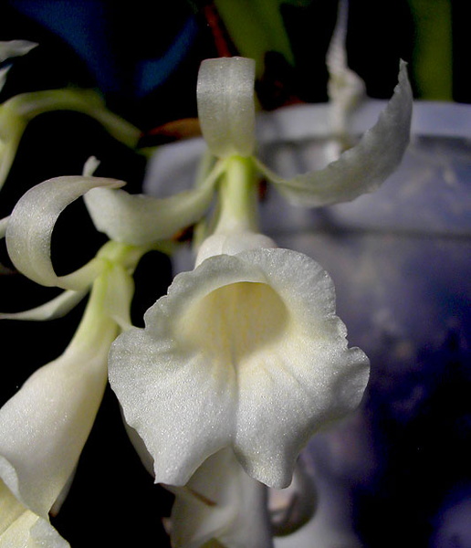 Trichopilia turialbae Rchb.f. Trichopilia_turialbae4.jpg