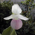 Cypripedium reginae