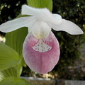 Cypripedium reginae