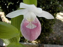 Cypripedium reginae