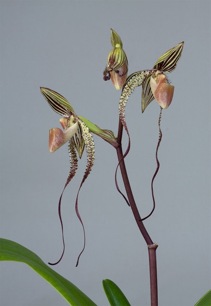 Paphiopedilum Angel Hair