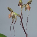 Paphiopedilum Angel Hair