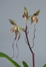 Paphiopedilum Angel Hair