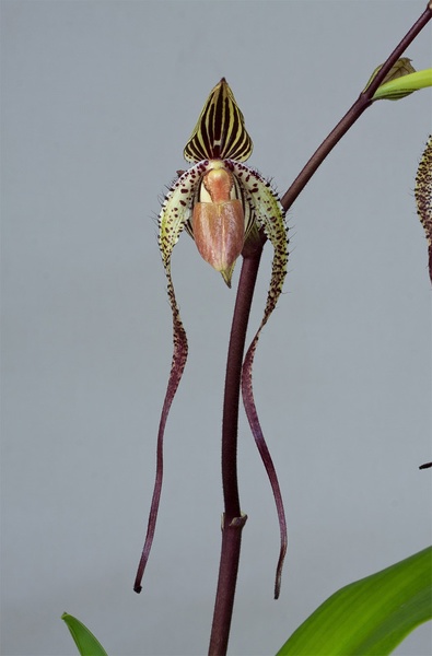 Paphiopedilum Angel Hair ( Saint Swithin x sanderianum ) Paphio_Angel_Hair2.jpg