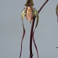 Paphiopedilum Angel Hair