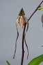 Paphiopedilum Angel Hair