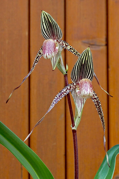 Paphiopedilum ( Deena Nicole x Booth's Sand Lady ) x sanderianum