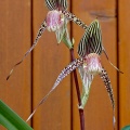 Paphiopedilum ( Deena Nicole x Booth's Sand Lady ) x sanderianum