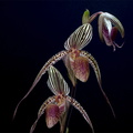 Paphiopedilum ( Deena Nicole x Booth's Sand Lady ) x sanderianum