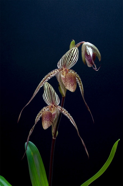 Paphiopedilum ( Deena Nicole x Booth's Sand Lady ) x sanderianum