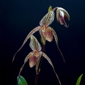 Paphiopedilum ( Deena Nicole x Booth's Sand Lady ) x sanderianum